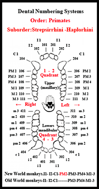 Dental Numbering Systems-Order-Primates-LPdental (ЛПдентал)